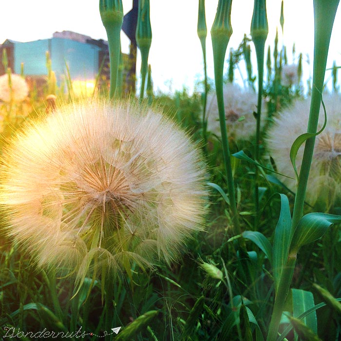I swear, this is not a close up. It's a dandelion as big as my head.
