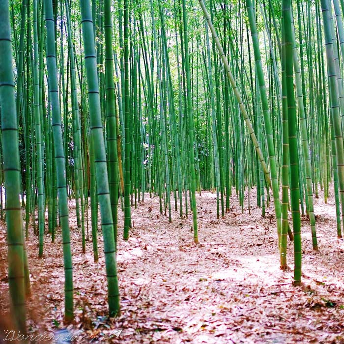 Shhh. Bamboo.