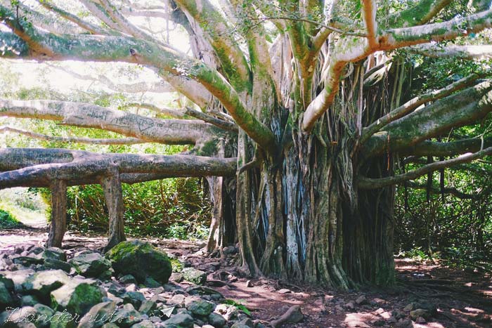 This banyan tree has roots for days.